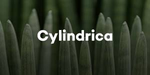 Cylindrica