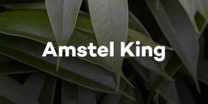 Amstel King