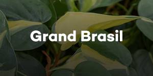 Grand Brasil